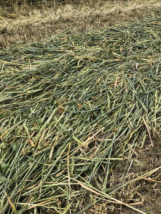 Wheaten/Clover/Barley Hay 8x4x3 500 x 600 KG Approx Bales Farm Tender
